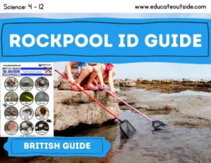 Rockpool ID Guide