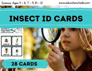 Mini-Beast / Insect ID Cards for Kids