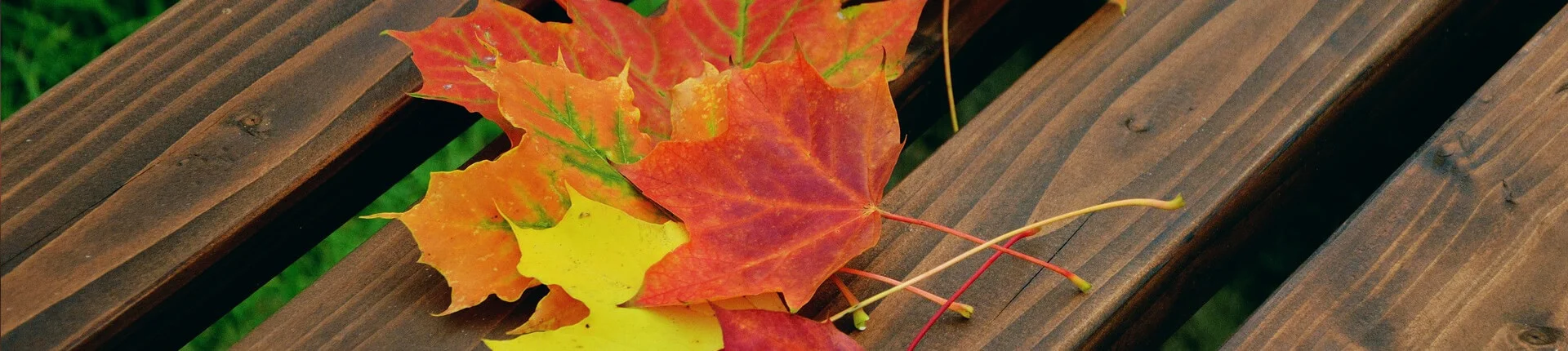Leaf background image