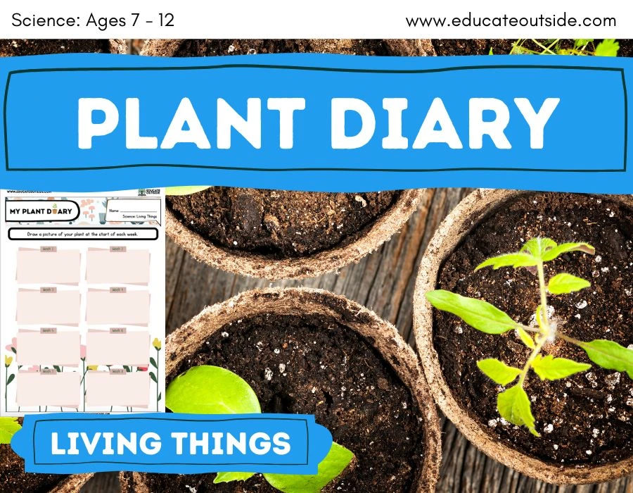 Plant Growing Diary Life Cycle of a Plant Activity