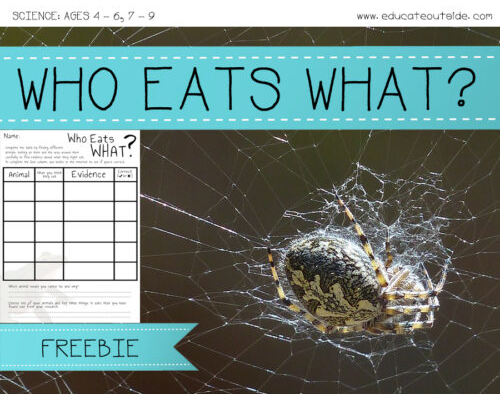 Food Chain Activity: Exploring Ecosystems and Animal Diets