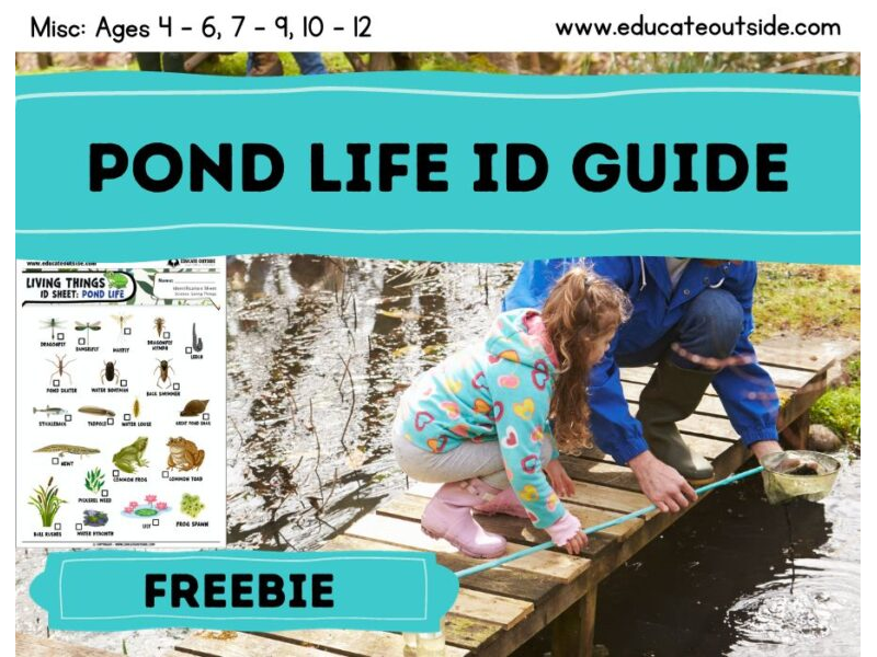 Pond Life Identification Guide – 20 Common Plants and Animals