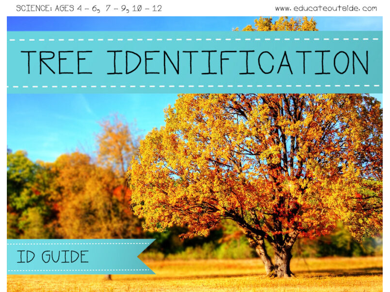 Tree Identification Guide - British