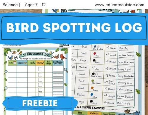 Bird Watching Log | Observation & Data Handling | Free Printable