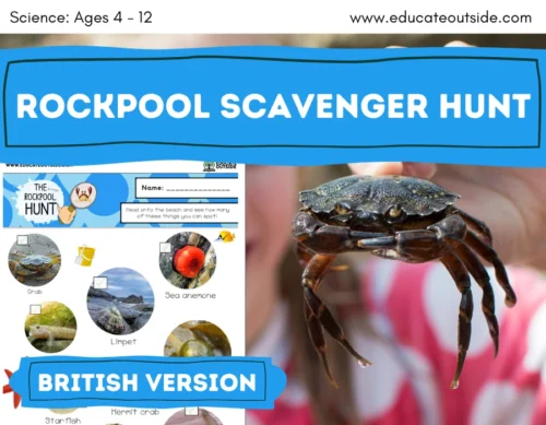 British Rockpool Species Scavenger Hunt | Living Things | Beach Trip