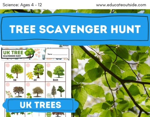 UK Tree Scavenger Hunt | Living Things | Summer Activities