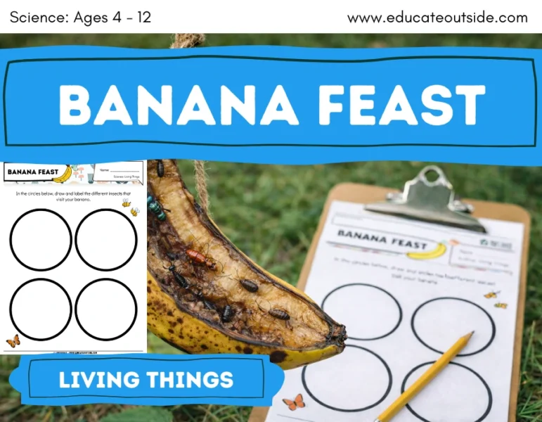 Banana Feast: An Outdoor Insect & Decomposition Investigation | Living Things
