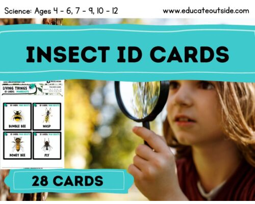Insect / Mini-beast Identification Cards / Guide
