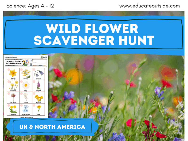 Wildflowers Scavenger Hunt | Living Things | Plants | Summer Holidays