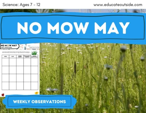 No Mow May Weekly Observations | Living Things | Biodiversity