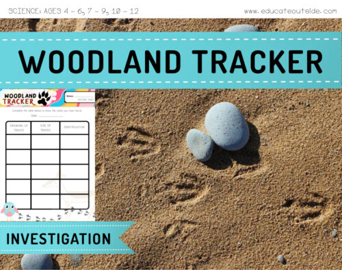 Habitats Investigation - Animal Woodland Tracker