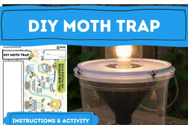 DIY Moth Trap for Kids
