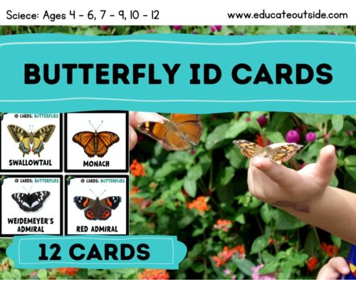 Butterfly Identification Guide – A4 Poster & Identification Cards