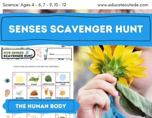 The Five Senses Scavenger Hunt | The Human Body