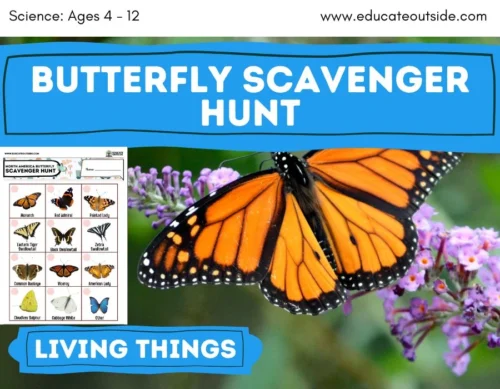 Butterfly Scavenger Hunt | Living Things | Insects