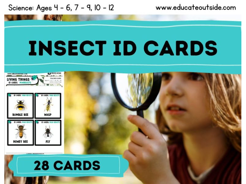 Insect / Mini-beast ID Cards