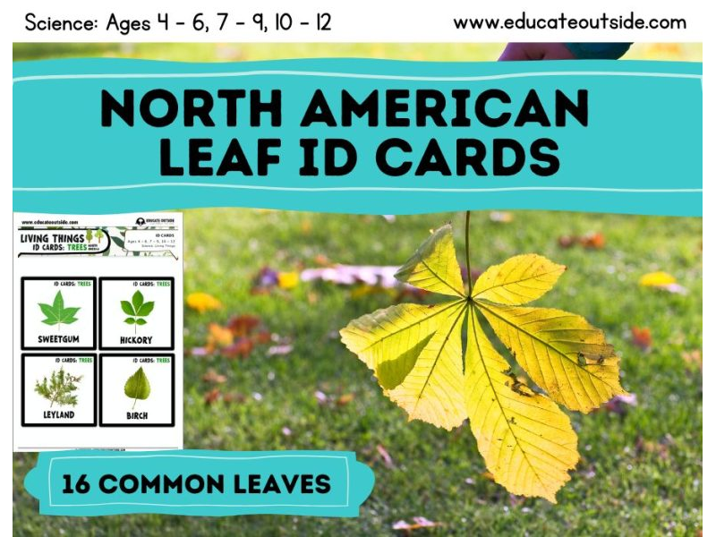 North American Tree Leaf ID Cards / Guide