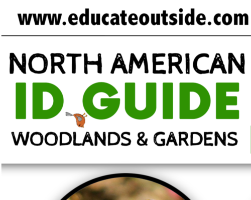 North American Birds ID Guide