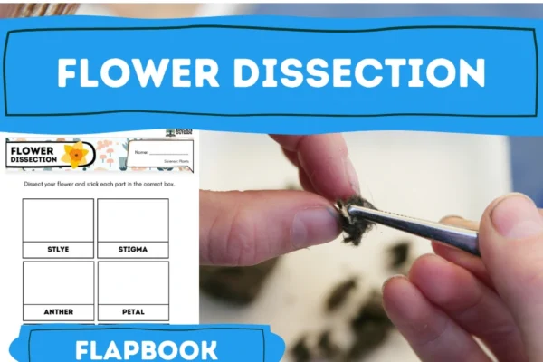 Flower dissection activity