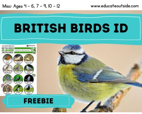 British Woodland Birds Identification Guide
