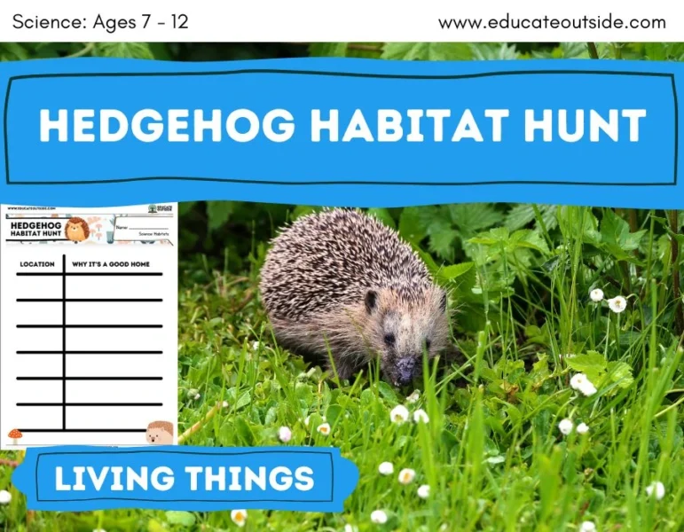 Hedgehogs Habitat Hunt | Living Things