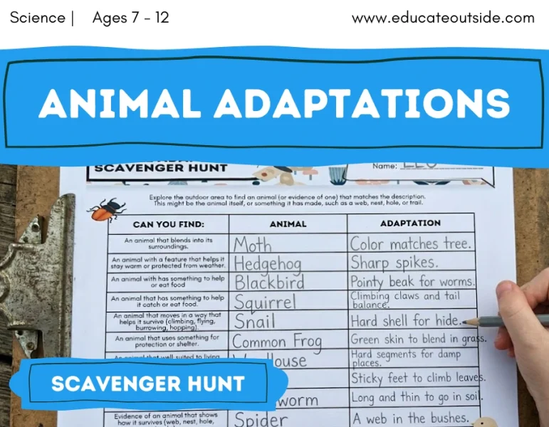 Animal Adaptations Scavenger Hunt | Living Things | Camouflage