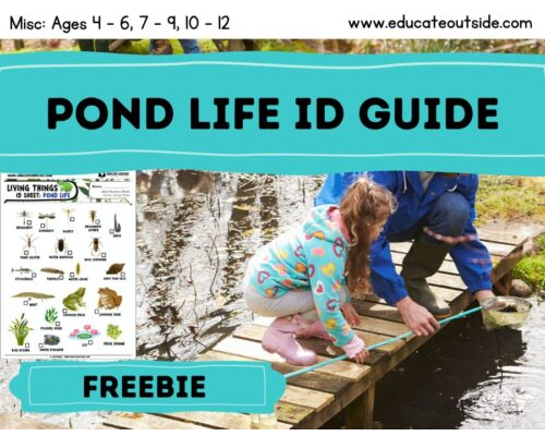 Pond Life Identification Guide – 20 Common Plants and Animals