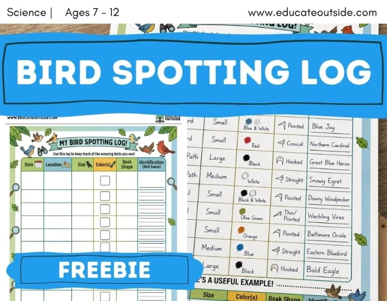 Bird Watching Log | Observation & Data Handling | Free Printable