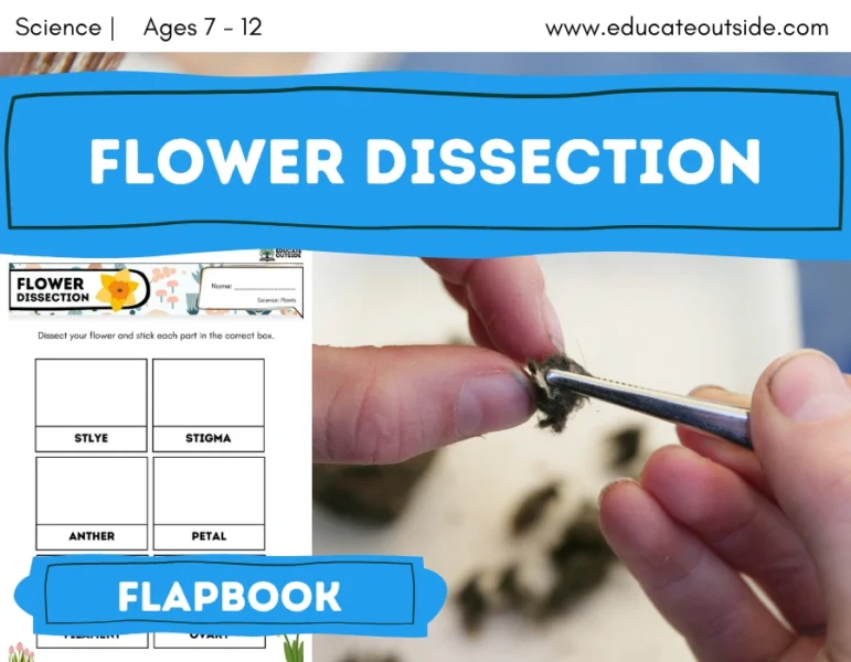 Parts of a Flower Dissection Activity | Hands-On Plant Science | Living Things