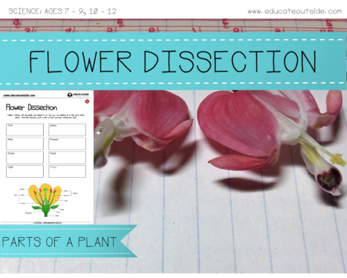 Flower Parts Dissection