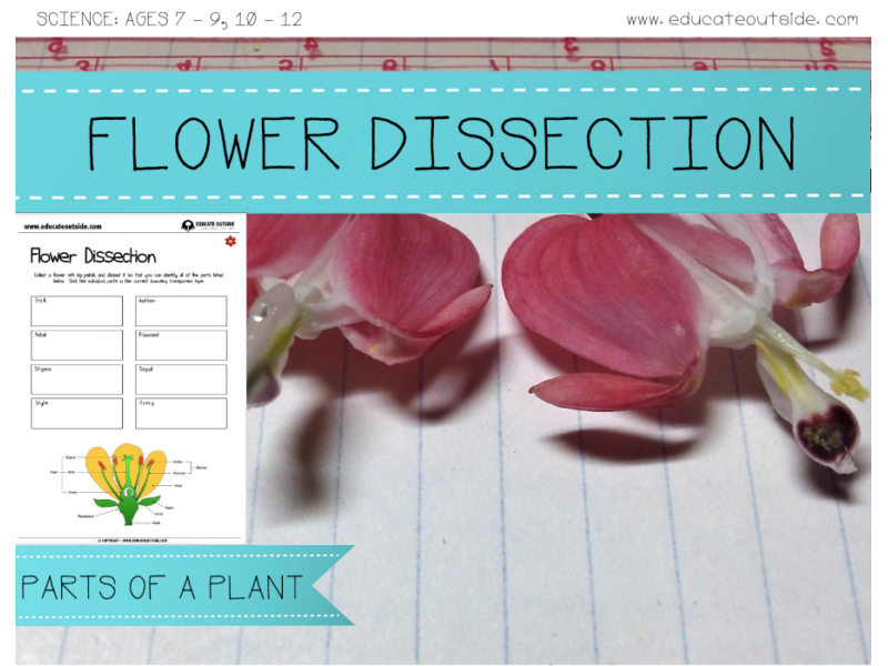 Flower Parts Dissection: Hands-On Activity for Teaching Plant Biology