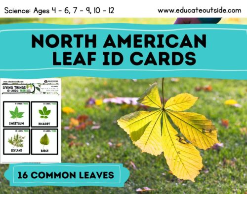 Leaf Identification Cards – 16 North American Common Tree Leaves