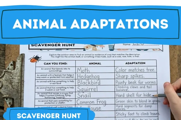 Animal adaptations outdoor lesson