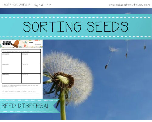 Life Cycle of a Plant - Seed Dispersal Activity: Sorting Seeds