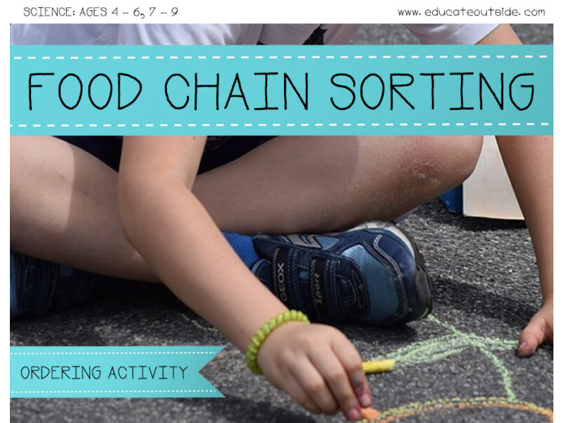 Food Chains Sorting Activity