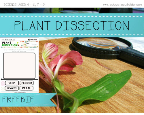 Plant Dissection - Parts Of A Plant