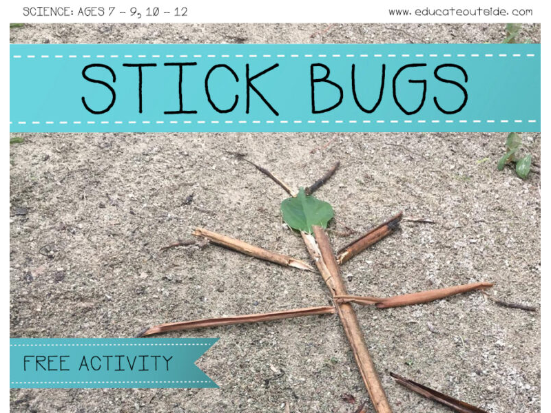 Symmetry: Stick Bugs